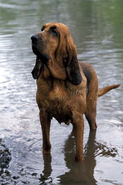 Blood Hound Dog, Bloodhound Puppy, Blood Hounds, Blood Hound, Bloodhound Puppies, Regard Animal, Bloodhound Dogs, Hound Puppies, Dogs Breeds