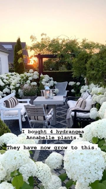 White Hydrangea In Pots, Annabelle Hydrangea Front Of House, Incredible Hydrangea, Incrediball Hydrangea Landscaping, Grasses And Hydrangeas, Hydrangea Front Of House, Hamptons Front Garden, Hydrangea Planters, Hydrangea Annabelle