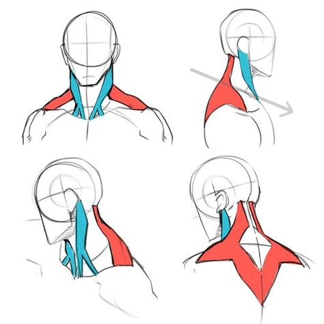 Amazing neck anatomy references by ichi-up.net 😍  Long time I struggled with that. • • • • • • 🔥 Follow @my.art.tutorials for more… Neck Muscles Reference, Anatomy Neck Drawing, How To Draw A Head From The Back, Necks Reference, Neck Drawing Anatomy, Trapezius Drawing Reference, Head And Neck Anatomy Drawings, Neck Anatomy Art, Male Neck Anatomy