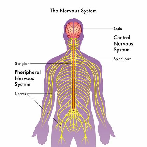 Nervous system illustration royalty free illustration Nervous System Drawing Easy, Nervous System Illustration, Nervous System Drawing, Bio Diagrams, Nervous Drawing, Nervous System Projects, Nervous System Diagram, Drawing Medical, Human Body Diagram