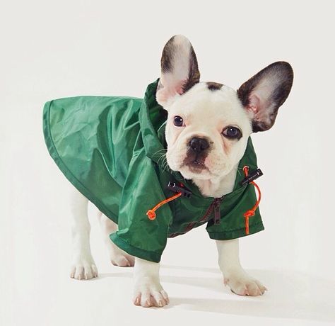 French Bulldog Clothes, Dog Raincoat, French Bulldog Puppies, Bulldog Puppies, Whippet, Dog Supplies, Dog Accessories, Dog Walking, Dog Design