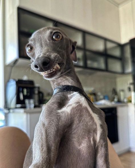 Italian Grey Hound, Greyhound Puppy, Italian Greyhound Dog, Grey Hound, Goofy Dog, Cute Funny Pics, Puppy Training Tips, Grey Hound Dog, Dream Dog