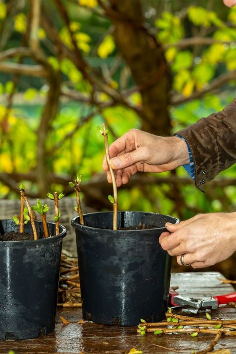 Propagate Hydrangeas From Cuttings, Propagating Hydrangeas From Cuttings, Hydrangea Cuttings How To Grow, Rooting Hydrangea Cuttings, How To Propagate Hydrangeas, Propagate Hydrangea, Hydrangea Types, Hydrangea Cuttings, Incrediball Hydrangea