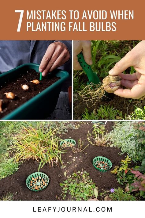 Avoid these 7 Common Mistakes for a Beautiful Fall Bulb Garden! 🍂 Learn how to plant your bulbs like a pro and enjoy a vibrant burst of autumn blooms. Discover tips and tricks to ensure a stunning garden this season! Planting Fall Bulbs In Containers, 3 Season Bulb Garden, Planting Spring Bulbs In Fall, How To Plant Bulbs In Fall, Fall Bulbs To Plant, Planting Fall Bulbs, Fall Bulb Planting Design, Flower Bulbs To Plant In Fall, Bulb Planting Guide