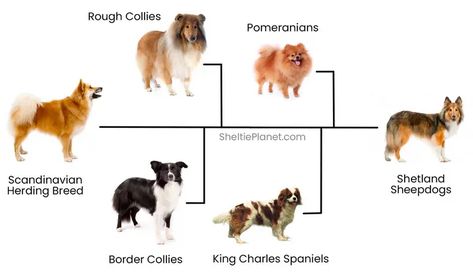 The Sheltie ancestry involves a Scandinavian herding breed being crossed with Rough Collies, Border Collies, Pomeranians, and King Charles Spaniels Mini Collie, Sheltie Puppy, Dogs Photos, Sheltie Dogs, Sheep Dogs, Shetland Sheep, Shetland Islands, Pet Remembrance, Dog Top