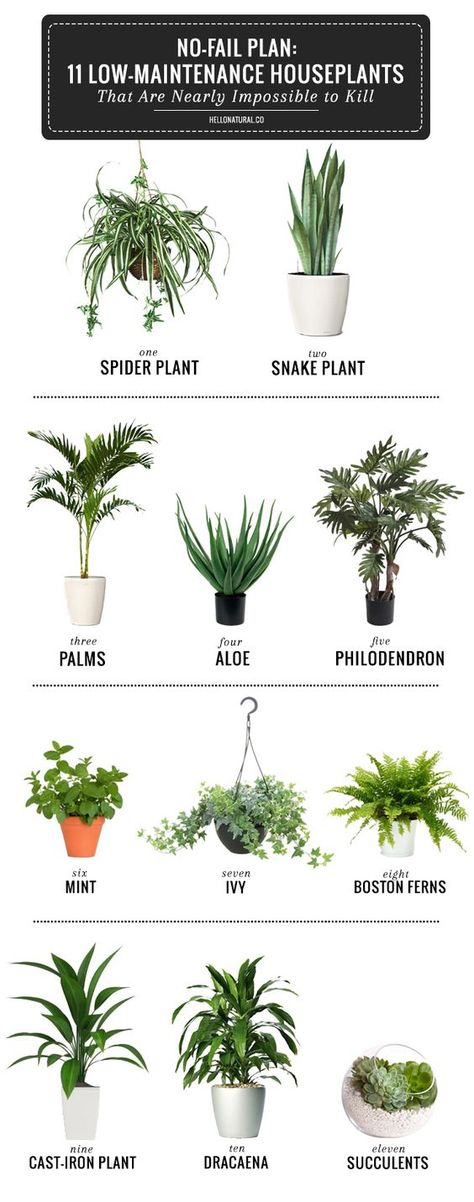 This infographic and blog break down the simplest plants to have in your house this spring! Now's the time to bring greenery inside, so learn how to do it successfully without a lot of work! Easy To Grow Houseplants, Cast Iron Plant, نباتات منزلية, Trendy Plants, Inside Plants, Iron Plant, Cool Ideas, Easy Home Decor, Snake Plant