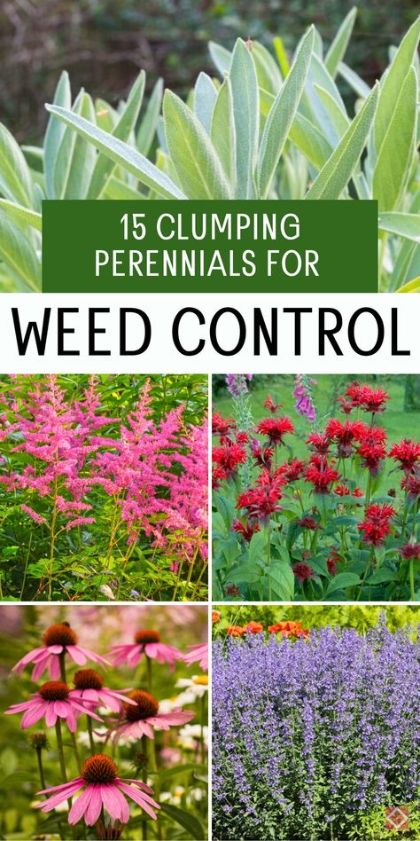 Ditch the weeds with these 15 clumping perennials that are both beautiful and practical! Ideal for creating weed-resistant ground cover, these plants make gardening easier and your garden cleaner. Save this pin to explore the best perennials for hassle-free landscaping. Ground Cover Plants For Sun Perennials, Ground Cover That Chokes Out Weeds, Perennial Ground Cover, Partial Shade Plants, Long Blooming Perennials, Hardy Geranium, Best Perennials, Sun Perennials, Thriving Garden