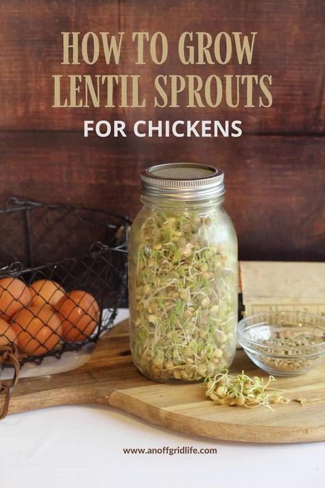 Lentil sprouts growing in a glass jar. How To Sprout Lentils In A Jar, Chicken Sprouts Recipes, Alfalfa For Chickens, How To Grow Sprouts For Chickens, Grow Sprouts For Chickens, Sprouting Chicken Feed, Sprouting Seeds For Chickens, How To Sprout Lentils For Chickens, Chicken Sprouts Fodder