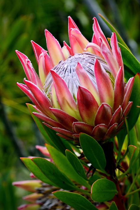 Proteas Flower, Fynbos Flowers, Meaning Of Protea Flower, Protea Flower Photography, Protea Photography, Queen Protea, Protea Oil Painting, Protea Plant, South African Flowers