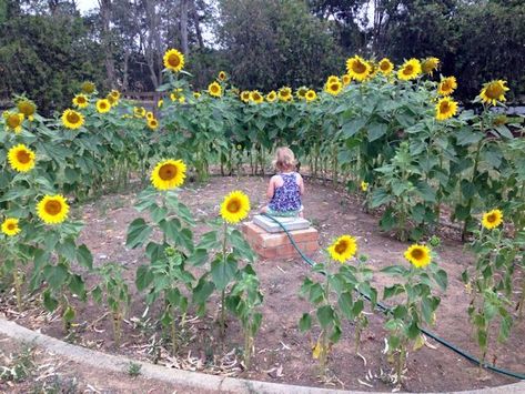 Sunflower garden Sunflowers Garden Ideas, Sunflower House Garden, Sunflower Room Garden, Sunflower Ring Garden, Sunflower Circle Garden, Sunflower Garden Ideas, Janet Lansbury, Plant Sunflowers, Garden Scooters