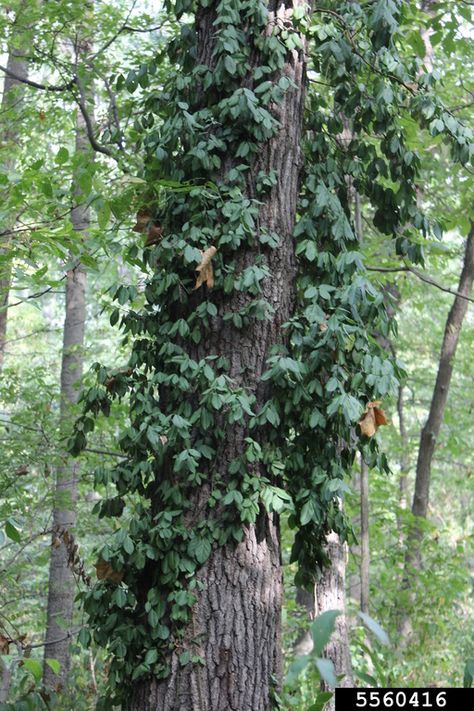 Wintercreeper, climbing euonymus | Missouri Invasive Plant Council Climbing Euonymus, Euonymus Fortunei, Sponsorship Levels, Invasive Plants, Missouri, Climbing, Vines, Presentation, Plants