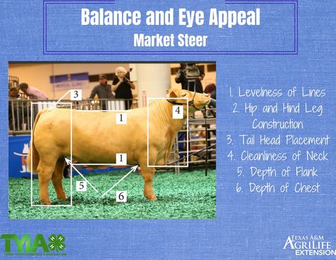 Stock Show, Ffa Sheep, Dairy Goat Showmanship, Livestock Judging Tips, Showing Pigs 4-h, 4h Livestock Judging, Agriculture Education Classroom, Livestock Judging, Livestock Show Memes