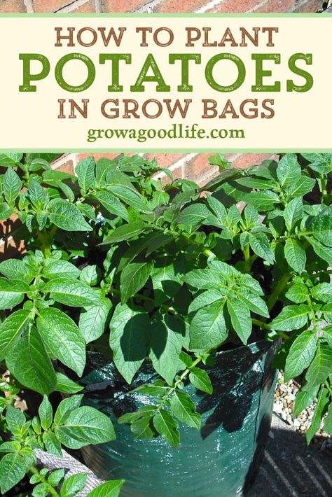 How To Grow Your Own Potatoes, Potato Planting In Container, Potatoes In Pots, Potatoe Plant, Container Potatoes Gardening, Potatoes In Pots Growing, Potato Growing Containers, Growing Russet Potatoes, Bag Gardening Ideas