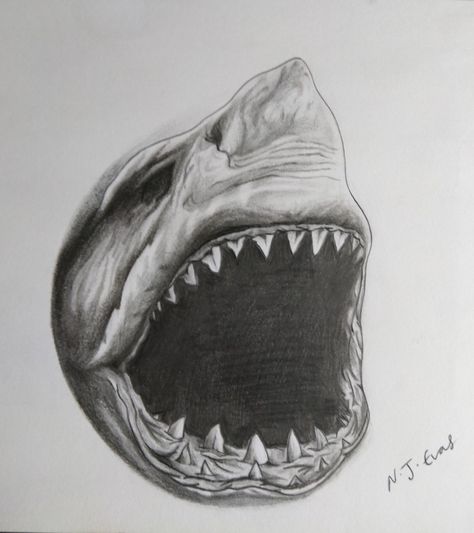 Black and grey, tattoo style shark head i did a few years ago. Shark Drawing Tattoo, Shark Head Drawing, Shark Head Tattoo, Mouth Tattoo, Sacred Tattoo, Shadow Tattoo, Black And Grey Tattoo, Shark Head, Shark Drawing