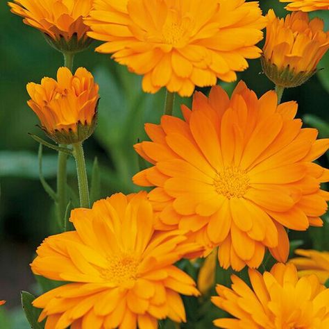 Bushy Plants, Full Sun Flowers, Growing Cut Flowers, Calendula Flower, Flower Picks, Spring Flowering Bulbs, Wildlife Gardening, Annual Flowers, Grass Seed