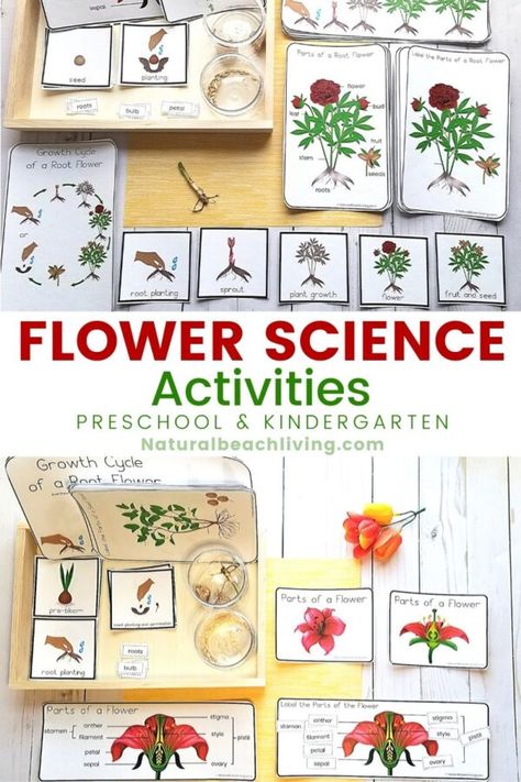 Flowering And Non Flowering Activities, Montessori Flower Activities, Flower Parts Preschool, Flower Unit Study, Spring Montessori Activities Preschool, Flower Unit Preschool, Preschool Flower Activities, Spring Montessori Activities, Flower Theme Preschool