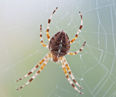 21 Most Common SPIDERS in Maine! (ID Guide) European Nursery, Giant House Spider, Common Spiders, Woodlice, Crab Spider, Spider Venom, Spider Species, Types Of Spiders, House Spider