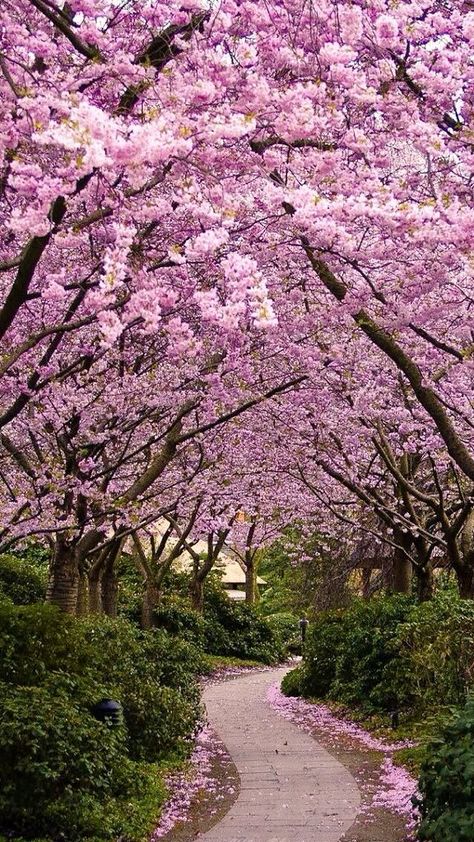 Cherry blossom In Full Bloom, A Tree, Trees, Writing, Iphone, Purple, Flowers, Pink