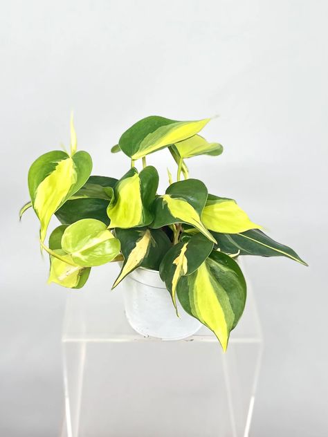 4" Philodendron Cordatum 'Brasil' – Plant Decor Shop Phildondren Plant, Philodendron Sodiroi, Philodendron Cordatum, Philodendron Pedatum, Asarum Caudatum, Decor Shop, Where The Heart Is, Plant Decor, Shop Decoration