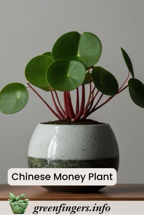 The Pilea Peperomioides, often referred to as the “Chinese Money Plant,” is adored for its unique, round leaves that resemble little green coins. Its playful and architectural form makes it a standout piece in any indoor garden, appealing to both minimalist and eclectic styles. Coin Plant, Chinese Money Plant Care, Planting Zones Map, Money Plant Care, Aquaponic Gardening, Pilea Peperomioides, Chinese Money Plant, Money Plant, Smart Garden