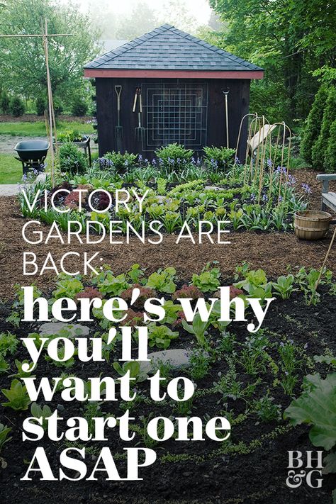 Spring has always been peak gardening season, as plants begin growing again after winter. But this year, people are digging in the dirt for a new reason: the return of victory gardens. #victorygarden #growagarden #athomegarden #gardenplan #bhg Small Victory Garden, Beginning Gardening Layout, Victory Garden Ideas, How To Plan Your Garden, Amish Garden Layout, Victory Garden Layout, Potager Garden Ideas, First Time Garden, Start A Garden For Beginners