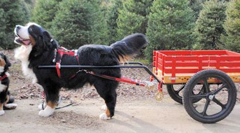 Bmx Wheels, Dog Cart, Dog Words, Pull Cart, Giant Breeds, Dog Help, Water Dog, Mountain Dog, Bernese Mountain