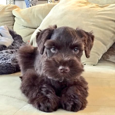 Schnauzer puppy dog icon dog lover gift Miniature Schnauzer Dog dog aesthetic dog stuff puppy pfp Mini Schnauzer Brown, Brown Miniature Schnauzer, Chocolate Mini Schnauzer, Schnauzer Brown, Brown Schnauzer, Aesthetic Dog Stuff, Puppy Pfp, Mini Schnauzer Puppies, Puppy Pose