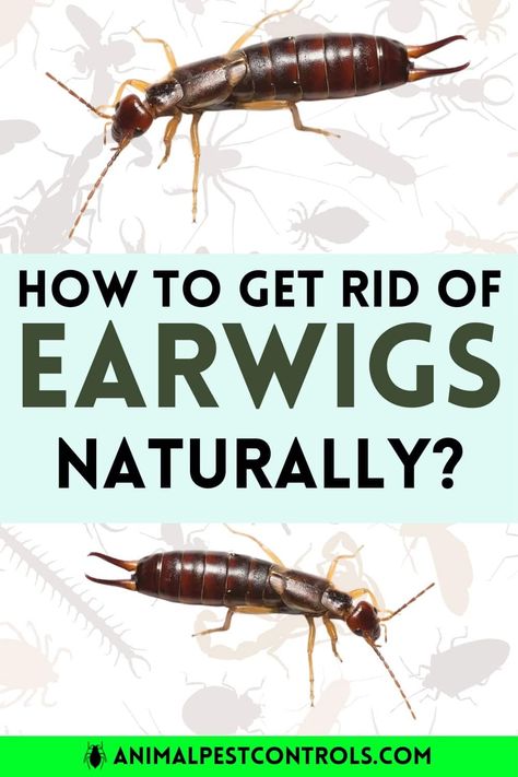 How to Get Rid of Earwigs Naturally?  | Earwig Repellant, Earwigs In House, Earwig Killer, Earwig Trap, Getting Rid Of Earwigs, Earwigs, Natural Pesticides, Natural Bug Repellent, Natural Repellent