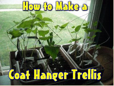 How to Make a Coat Hanger Trellis | Homemade by Jade Hanger Trellis, Metal Coat Hangers, Diy Coat Rack, Trellis Ideas, Black Thumb, Diy Trellis, Garden Life, Trellis Plants, Coat Hangers