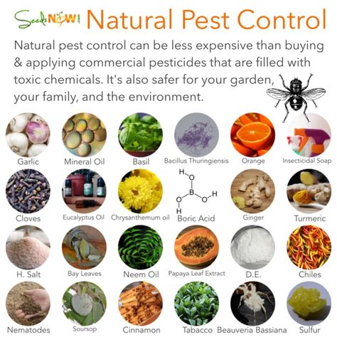 Natural Pest Control Methods Organic Gardening Pest Control, Integrated Pest Management, Organic Pest Control, Flea Prevention, Termite Control, Insecticidal Soap, Natural Pest Control, Garden Pest Control, Pest Management