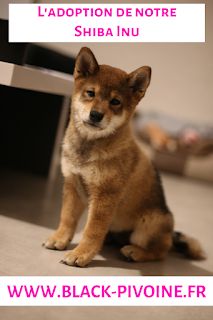 L'adoption de notre Shiba Inu Dog With A Blog, Shiba Inu Dog, Dog Blog, Shiba Inu, Dog Breeds, Blogging, Adoption, Dogs, Animals