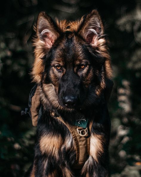 Shiloh Shepherd Dog, German Sheperd Dogs, Shepherd Dog Breeds, Pregnant Dog, Scary Dogs, Cute Animals Puppies, Very Cute Dogs, Shepherd Puppy, Pretty Dogs