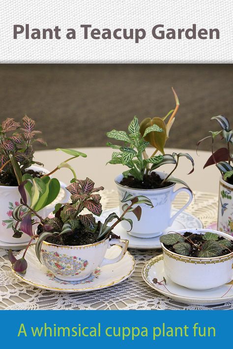 Plants In Teacups, Plants In Tea Cups, Garden Art And Craft, Fairy Garden Aesthetic, Garden Activities For Kids, Teacup Plants, Make Centerpieces, Teacup Planter, Tea Cup Garden