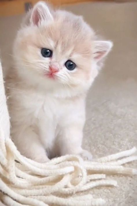 Baby Kitten Videos, Beautiful Kittens, Stories Videos, Cute Cats Photos, Baby Kittens, Cute Cat Gif, Baby Animals Funny, Cat Behavior