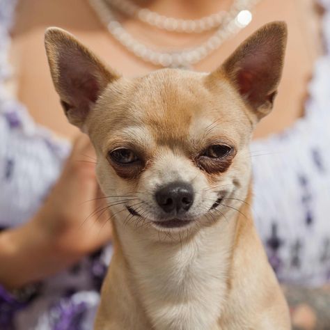 The breed is very alert, which makes chihuahuas an exceptional watch dog. Chihuahua Videos, Dogs Smiling, Small Chihuahua, Funny Dog Faces, Chihuahua Funny, Dog Shaming, Chihuahua Lover, Chihuahua Love, Pet Day