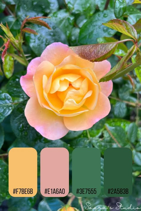 Mustard Pink Green Color Palette, Yellow Pink Green Colour Palettes, Green Orange Pink Color Palette, Orange Pink Green Color Palette, Pink Green Yellow Color Palette, Green Pink Yellow Color Palette, Green And Pink Bathroom, Colors Moodboard, Color Branding