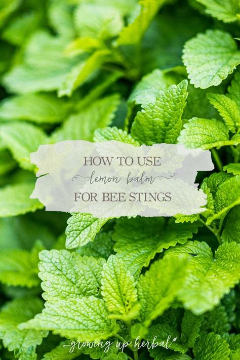 Lemon Balm As A Natural Bee Sting Remedy | GrowingUpHerbal Bee Sting Remedy, Remedies For Bee Stings, Mama Natural, Bee Sting, Acne Solutions, I Am Amazing, Natural Remedy, Lemon Balm, How To Gain Confidence