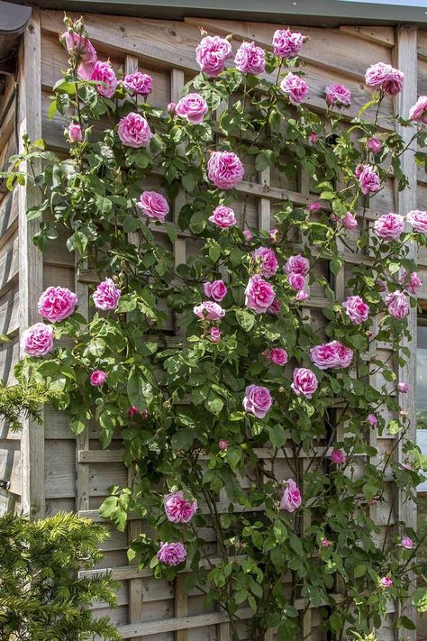 Trellis panels can help you to create really impressive and unusual plant compositions. You can experiment with plants and choose some evergreen vines or even gorgeous flowers to make your garden even more beautiful 🌹 Front Yard Trellis Ideas, Rose Lattice Ideas, Trellis Flowers Ideas, Climbing Rose On House, Climbing Rose Trellis Ideas, Roses On Fence, Flower Trellis, Rose Garden Design, Evergreen Vines