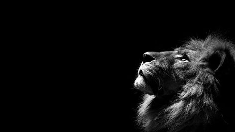 lion, simple background, minimalism, monochrome, animals, animal themes HD wallpaper Lion Wallpaper Hd 1080p, Black Lion Wallpaper, Lion Background, Lion Hd Wallpaper, Wildlife Wallpaper, Hd Wallpapers For Laptop, Black And White Lion, Lion Artwork, Laptop Wallpaper Desktop Wallpapers