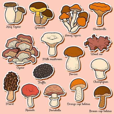 Mushroom Barley, Mushroom Barley Soup, Coco Disney, Mushroom Identification, Fungi Art, Working Outside, Mushroom Drawing, Edible Mushrooms, Paper Doll House