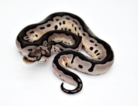 Snake Setup, Snake Morphs, Clown Ball Python, Dream Snake, Reptile Care, Python Regius, Cool Snakes, Pet Frogs, Pretty Snakes