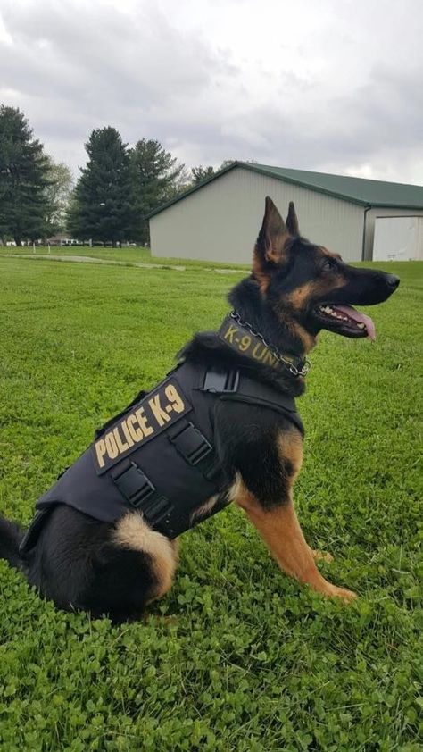 Cute germanshephard family, germanshephard puppy, sweet germanshephard,white germanshephard, black germanshephard, golden germanshephard , longhaired germanshephard, shorthaired germanshephard, germanshephard love, beautiful germanshephard dog, Police K9, Police Dog, White, Black