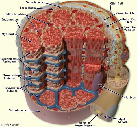 Muscle Fiber Model: Motor Neuron, Myeline Sheath, Node of Ranvier, Synaptic Terminal, Synaptic Cleft, Endomysium, Sarcolemma, Nuclei, Mitochondria, T-tubules, Sarcoplasmic Reticulum, Myofibrils Muscle Fiber, Smooth Muscle, Anatomy Bones, Cell Model, Motor Neuron, Basic Anatomy And Physiology, Feel Energized, Anatomy Models, Musculoskeletal System