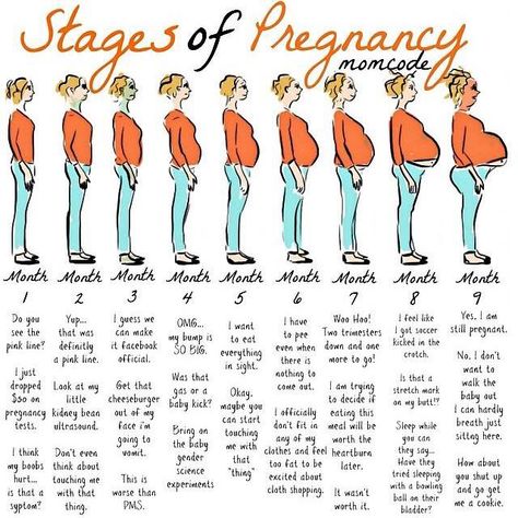 Stages of Pregnancy 5 Weeks Pregnant, Pregnancy Memes, Pregnancy Calendar, Pregnancy Info, Baby Stage, Pregnancy Labor, Pregnancy Quotes, Pregnancy Months, Pregnancy Humor