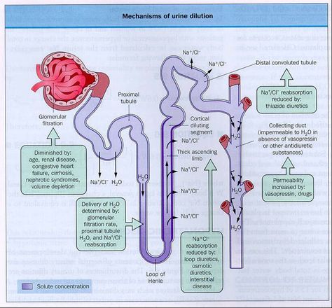 parts of nephron and function | Re: Why is there a difference in the thickness of the loop of henle ? Nephron Anatomy, Endocrine Pathophysiology, Acute Glomerulonephritis, Respritory System Diagram, Loop Of Henle, Urinalysis Results, Urinalysis Interpretation, Study Biology, Biology Facts