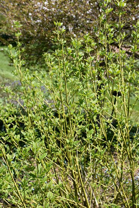 Yellow Twig Dogwood Landscape, Yellow Twig Dogwood, Spooky Garden, Cornus Alba, Twig Dogwood, Low Maintenance Shrubs, Landscape Plan, Pollinator Garden, Spring Photos