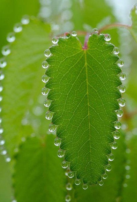 Water, Green, Nature