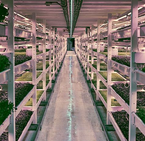 Hydroponics Design, Container Farming, Container Farm, Grow House, Greenhouse Farming, Smart Farm, Indoor Farming, Large Greenhouse, Farm Plans