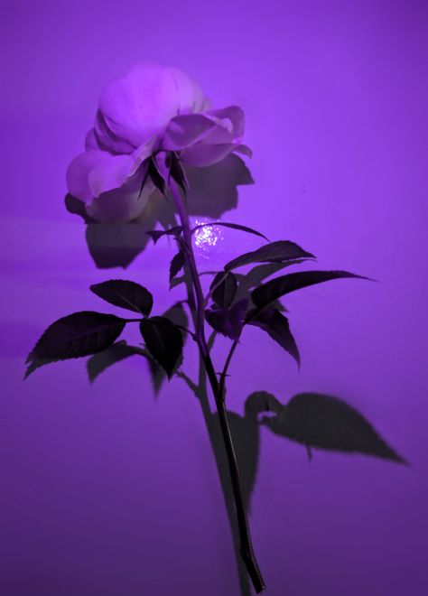 Dark Purple Roses Aesthetic, Purple Roses Aesthetic, Purple Astethic, Dark Purple Roses, Roses Aesthetic, Rosé Aesthetic, Character Aesthetics, Purple Roses, Dark Purple