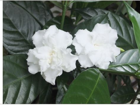 Crape (Crepe) Jasmine Double flowers Crepe Jasmine, Zone 10 Plants, Indoor Flowering Plants, Gardening Zones, Zone 10, Plant List, Horticulture, Planting Flowers, Plants